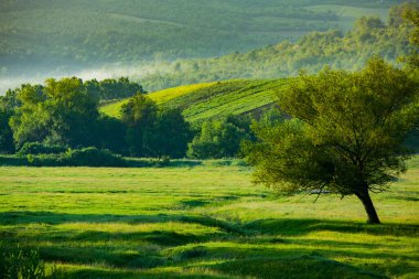 Doğu Avrupa 'nın küçük dost bir ülkesi olan Moldova Cumhuriyeti' nde manzara ve güzel yeşil doğa ile fotoğraf çekilmiştir..