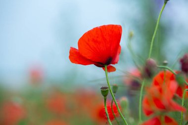 Gün batımında kırmızı haşhaş tarlası. Bir tarlada kırmızı haşhaş çiçeğine yaklaş. Çiçek arka planı. Güzel doğa. Manzara. Romantik.