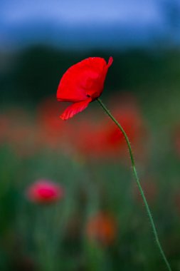 Gün batımında kırmızı haşhaş tarlası. Bir tarlada kırmızı haşhaş çiçeğine yaklaş. Çiçek arka planı. Güzel doğa. Manzara. Romantik.