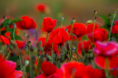 Gün batımında kırmızı haşhaş tarlası. Bir tarlada kırmızı haşhaş çiçeğine yaklaş. Çiçek arka planı. Güzel doğa. Manzara. Romantik.