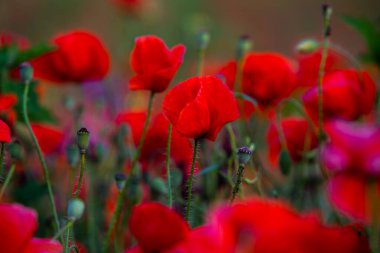 Gün batımında kırmızı haşhaş tarlası. Bir tarlada kırmızı haşhaş çiçeğine yaklaş. Çiçek arka planı. Güzel doğa. Manzara. Romantik.