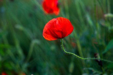 Gün batımında kırmızı haşhaş tarlası. Bir tarlada kırmızı haşhaş çiçeğine yaklaş. Çiçek arka planı. Güzel doğa. Manzara. Romantik.