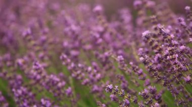 Mor lavanta çiçekli video. Güzel mor çiçekli bitki. 