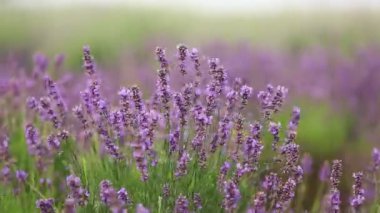 Mor lavanta çiçekli video. Güzel mor çiçekli bitki. 