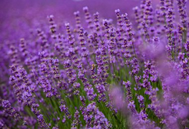 Provence dağlarındaki lavanta tarlalarında çiçekler. Çiçekli lavantalı panoramik manzara. Mor arkaplan.