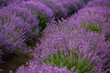 Provence dağlarındaki lavanta tarlalarında çiçekler. Çiçekli lavantalı panoramik manzara. Mor arkaplan.