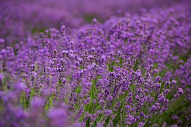 Provence dağlarındaki lavanta tarlalarında çiçekler. Çiçekli lavantalı panoramik manzara. Mor arkaplan.