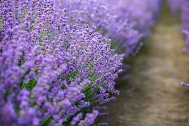 Provence dağlarındaki lavanta tarlalarında çiçekler. Çiçekli lavantalı panoramik manzara. Mor arkaplan.