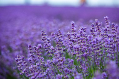 Provence dağlarındaki lavanta tarlalarında çiçekler. Çiçekli lavantalı panoramik manzara. Mor arkaplan.