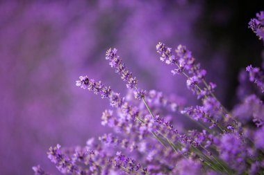 Provence dağlarındaki lavanta tarlalarında çiçekler. Çiçekli lavantalı panoramik manzara. Mor arkaplan.