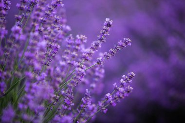 Provence dağlarındaki lavanta tarlalarında çiçekler. Çiçekli lavantalı panoramik manzara. Mor arkaplan.
