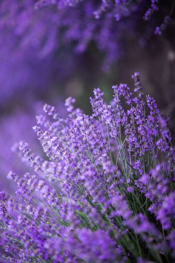 Provence dağlarındaki lavanta tarlalarında çiçekler. Çiçekli lavantalı panoramik manzara. Mor arkaplan.