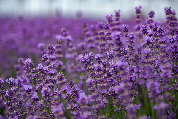 Цветы на лавандовых полях в горах Прованса. Панорамный пейзаж с цветущей лавандой. Фиолетовый фон.