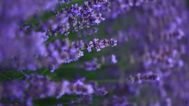 Provence dağlarındaki lavanta tarlalarında çiçekler. Çiçekli lavantalı panoramik manzara. Mor arkaplan.