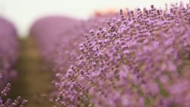 Provence dağlarındaki lavanta tarlalarında çiçekler. Çiçekli lavantalı panoramik manzara. Mor arkaplan.