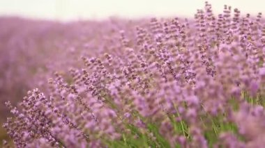 Provence dağlarındaki lavanta tarlalarında çiçekler. Çiçekli lavantalı panoramik manzara. Mor arkaplan.