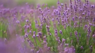 Provence dağlarındaki lavanta tarlalarında çiçekler. Çiçekli lavantalı panoramik manzara. Mor arkaplan.
