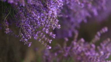Provence dağlarındaki lavanta tarlalarında çiçekler. Çiçekli lavantalı panoramik manzara. Mor arkaplan.