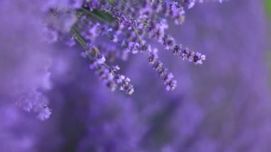 Provence dağlarındaki lavanta tarlalarında çiçekler. Çiçekli lavantalı panoramik manzara. Mor arkaplan.