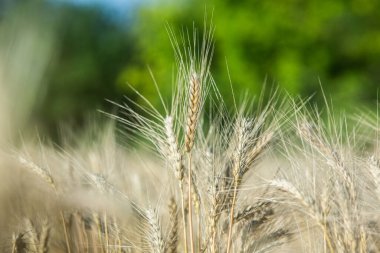 Olgunlaşan buğday başaklarının arka planı.