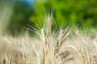 Olgunlaşan buğday başaklarının arka planı.