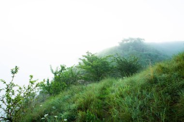 Gizemli yoğun sis ile güzel manzara fotoğrafı. Avusturya 'da sabah sisli