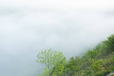 Gizemli yoğun sis ile güzel manzara fotoğrafı. Avusturya 'da sabah sisli