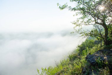 Gizemli yoğun sis ile güzel manzara fotoğrafı. Avusturya 'da sabah sisli