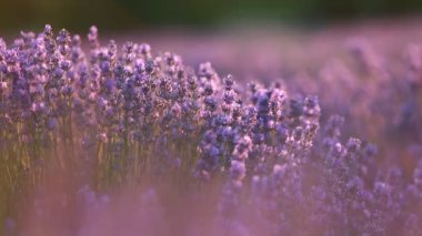 Provence dağlarındaki lavanta tarlalarında çiçekler. Çiçekli lavantalı panoramik manzara. Mor arkaplan.