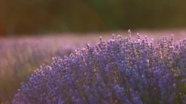 Provence dağlarındaki lavanta tarlalarında çiçekler. Çiçekli lavantalı panoramik manzara. Mor arkaplan.