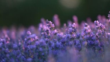Provence dağlarındaki lavanta tarlalarında çiçekler. Çiçekli lavantalı panoramik manzara. Mor arkaplan.