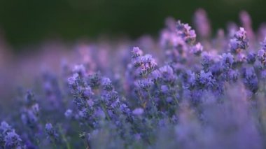 Provence dağlarındaki lavanta tarlalarında çiçekler. Çiçekli lavantalı panoramik manzara. Mor arkaplan.