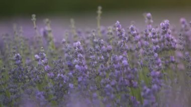 Provence dağlarındaki lavanta tarlalarında çiçekler. Çiçekli lavantalı panoramik manzara. Mor arkaplan.