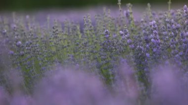 Provence dağlarındaki lavanta tarlalarında çiçekler. Çiçekli lavantalı panoramik manzara. Mor arkaplan.