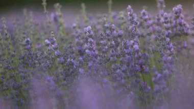 Provence dağlarındaki lavanta tarlalarında çiçekler. Çiçekli lavantalı panoramik manzara. Mor arkaplan.