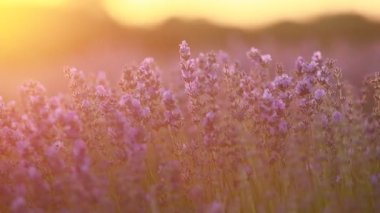Provence dağlarındaki lavanta tarlalarında çiçekler. Çiçekli lavantalı panoramik manzara. Mor arkaplan.