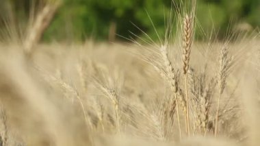 Olgunlaşan buğday başaklarının arka planı.