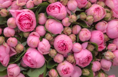 Gül çiçeği arkaplanlı güzel bir fotoğraf. Pembe gül çiçekleri.