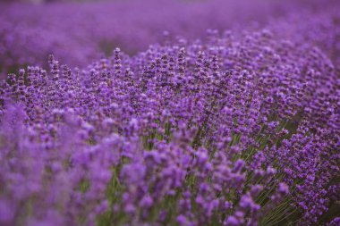 Provence dağlarındaki lavanta tarlalarında çiçekler. Çiçekli lavantalı panoramik manzara. Mor arkaplan.
