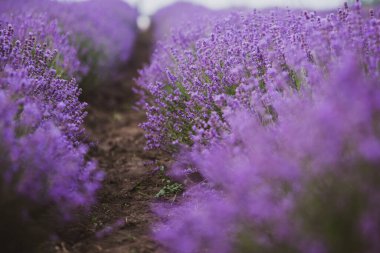 Provence dağlarındaki lavanta tarlalarında çiçekler. Çiçekli lavantalı panoramik manzara. Mor arkaplan.