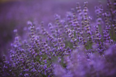 Provence dağlarındaki lavanta tarlalarında çiçekler. Çiçekli lavantalı panoramik manzara. Mor arkaplan.