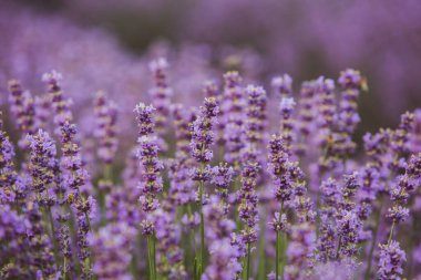 Provence dağlarındaki lavanta tarlalarında çiçekler. Çiçekli lavantalı panoramik manzara. Mor arkaplan.