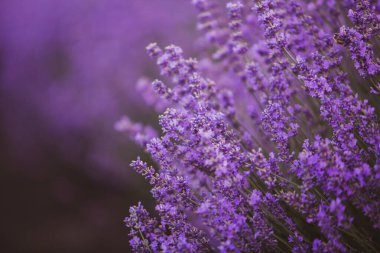 Provence dağlarındaki lavanta tarlalarında çiçekler. Çiçekli lavantalı panoramik manzara. Mor arkaplan.