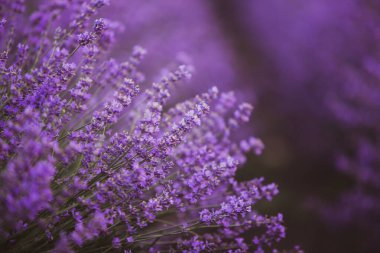 Provence dağlarındaki lavanta tarlalarında çiçekler. Çiçekli lavantalı panoramik manzara. Mor arkaplan.