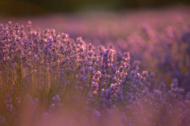 Gün batımında lavanta tarlası. Altın ışıkla donatılmış arka plan. Mor lavanta.