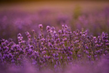 Gün batımında lavanta tarlası. Altın ışıkla donatılmış arka plan. Mor lavanta.