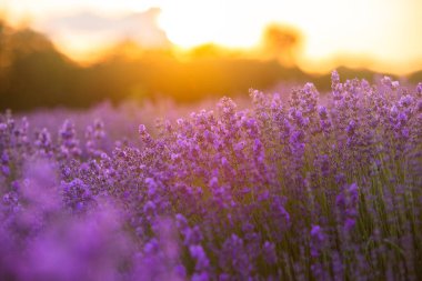 Gün batımında lavanta tarlası. Altın ışıkla donatılmış arka plan. Mor lavanta.