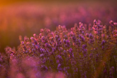 Gün batımında lavanta tarlası. Altın ışıkla donatılmış arka plan. Mor lavanta.