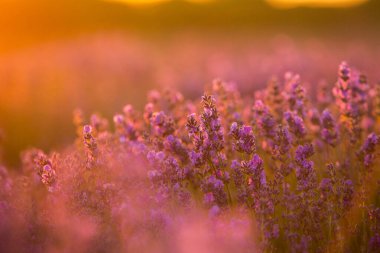 Gün batımında lavanta tarlası. Altın ışıkla donatılmış arka plan. Mor lavanta.