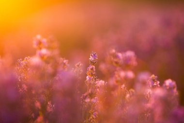 Gün batımında lavanta tarlası. Altın ışıkla donatılmış arka plan. Mor lavanta.